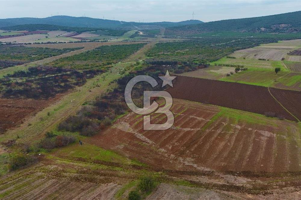 Çanakkale Biga Kocagür Köyünde Satılık 6500 m2 Tarla !