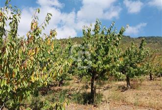 KEMALPAŞA OVACIKTA SATILIK BAHÇE  - 6 - 311300