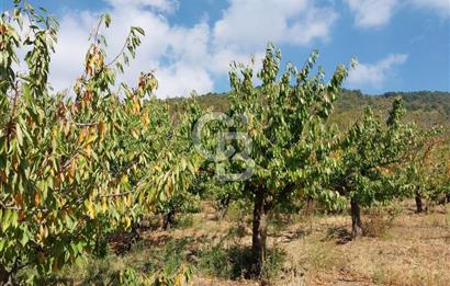 KEMALPAŞA OVACIKTA SATILIK BAHÇE 