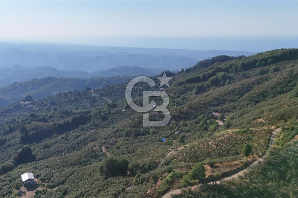 AKÇAKOCA'DA 2000 M2 MÜSTAKİL TAPULU 2 YOLA CEPHE SATILIK ARSA