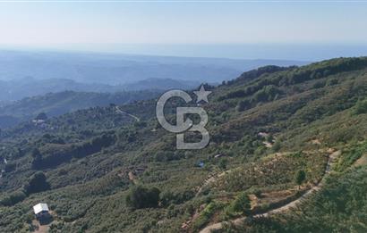 AKÇAKOCA'DA 2000 M2 MÜSTAKİL TAPULU 2 YOLA CEPHE SATILIK ARSA