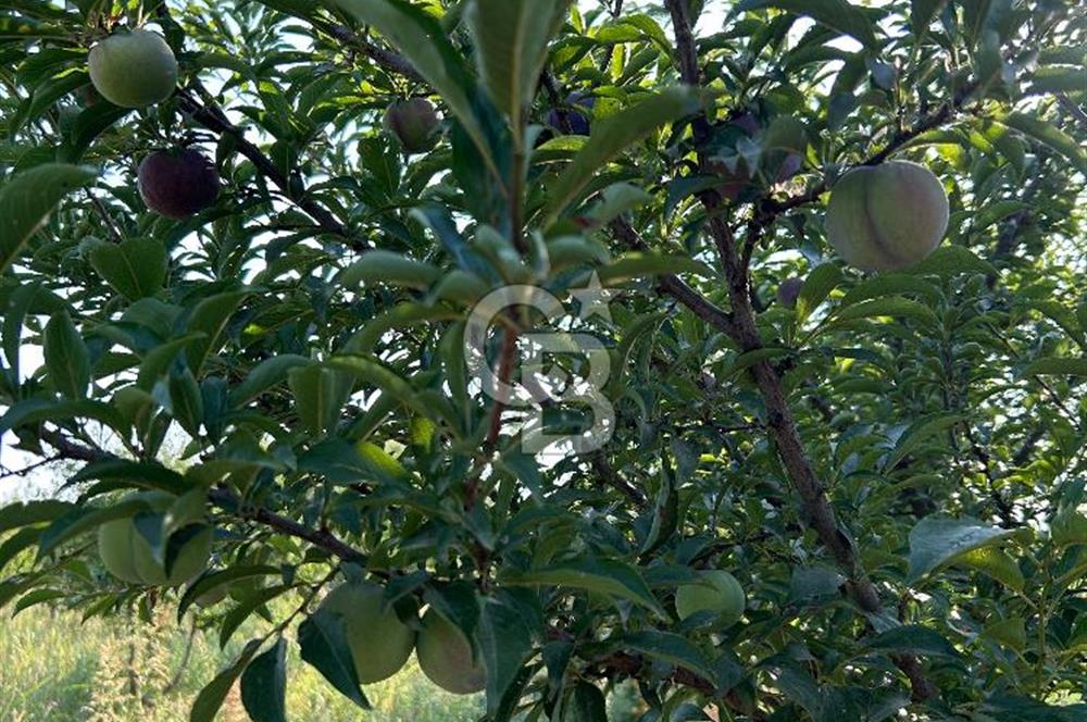 Manisa Turgutlu Avşar Mahallesinde 3.982m² Bakımlı Meyve Bahçesi