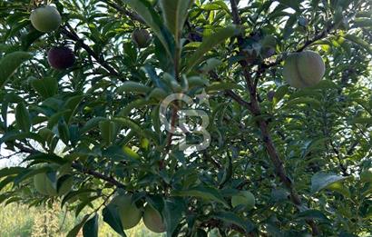 Manisa Turgutlu Avşar Mahallesinde 3.982m² Bakımlı Meyve Bahçesi