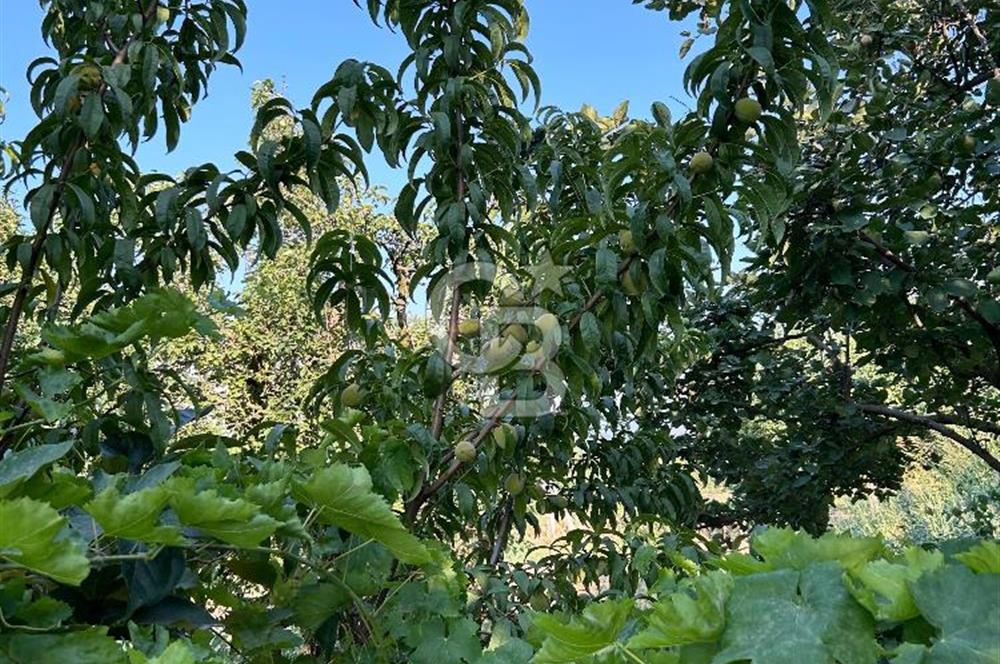 Manisa Turgutlu Avşar Mahallesinde 3.982m² Bakımlı Meyve Bahçesi