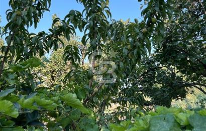 Manisa Turgutlu Avşar Mahallesinde 3.982m² Bakımlı Meyve Bahçesi