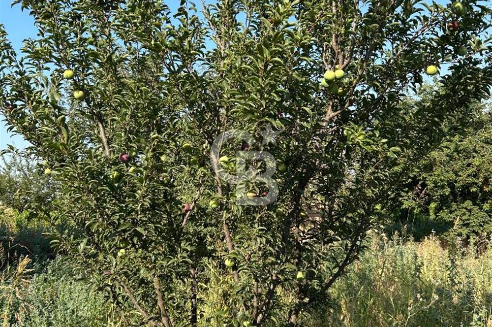 Manisa Turgutlu Avşar Mahallesinde 3.982m² Bakımlı Meyve Bahçesi