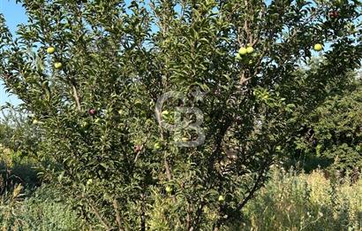 Manisa Turgutlu Avşar Mahallesinde 3.982m² Bakımlı Meyve Bahçesi