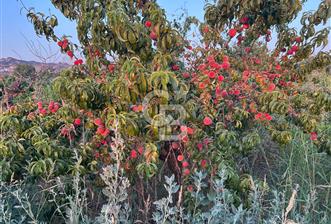 Manisa Turgutlu Avşar Mahallesinde 3.982m² Bakımlı Meyve Bahçesi - 3 - 311546