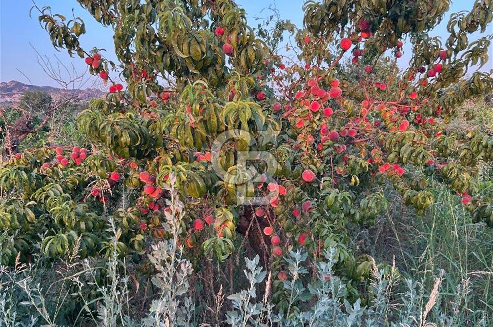 Manisa Turgutlu Avşar Mahallesinde 3.982m² Bakımlı Meyve Bahçesi