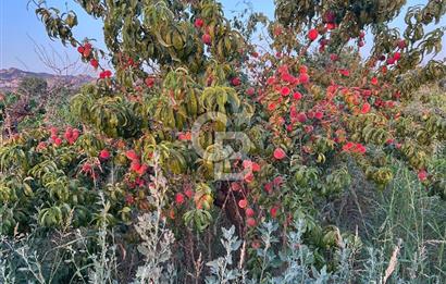 Manisa Turgutlu Avşar Mahallesinde 3.982m² Bakımlı Meyve Bahçesi