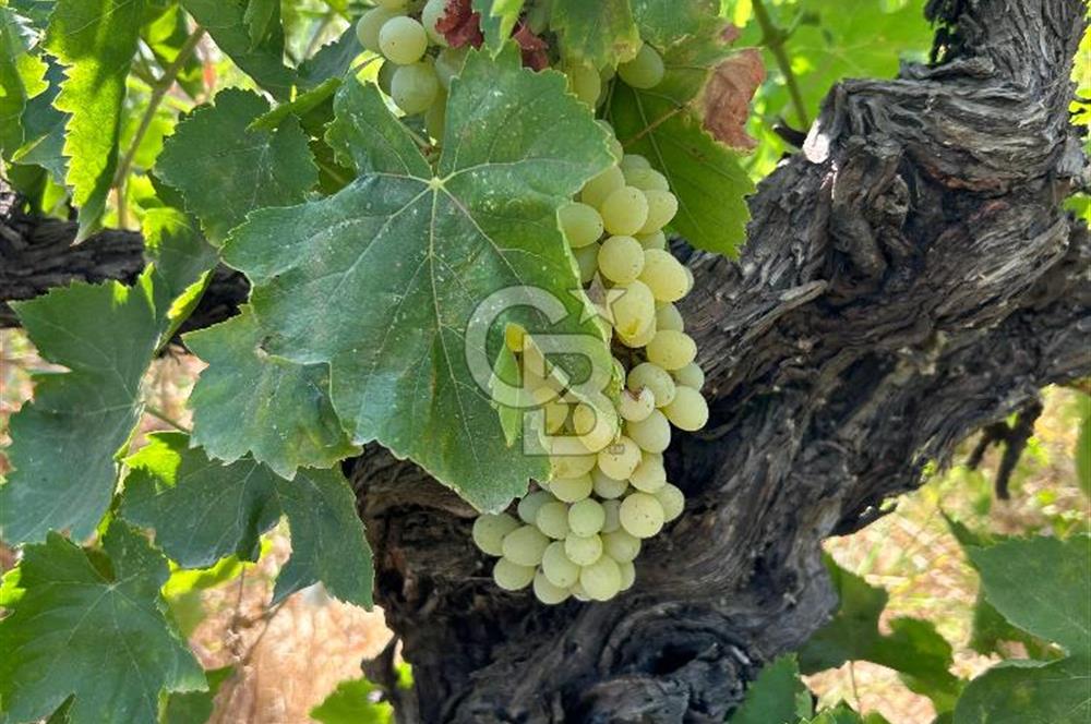 Manisa Turgutlu Avşar Mahallesinde 3.982m² Bakımlı Meyve Bahçesi