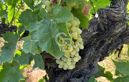 Manisa Turgutlu Avşar Mahallesinde 3.982m² Bakımlı Meyve Bahçesi