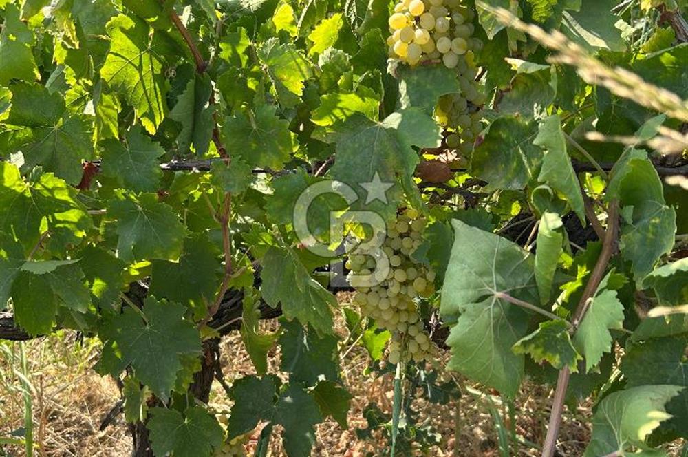 Manisa Turgutlu Avşar Mahallesinde 3.982m² Bakımlı Meyve Bahçesi