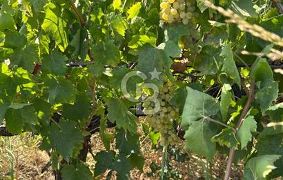 Manisa Turgutlu Avşar Mahallesinde 3.982m² Bakımlı Meyve Bahçesi