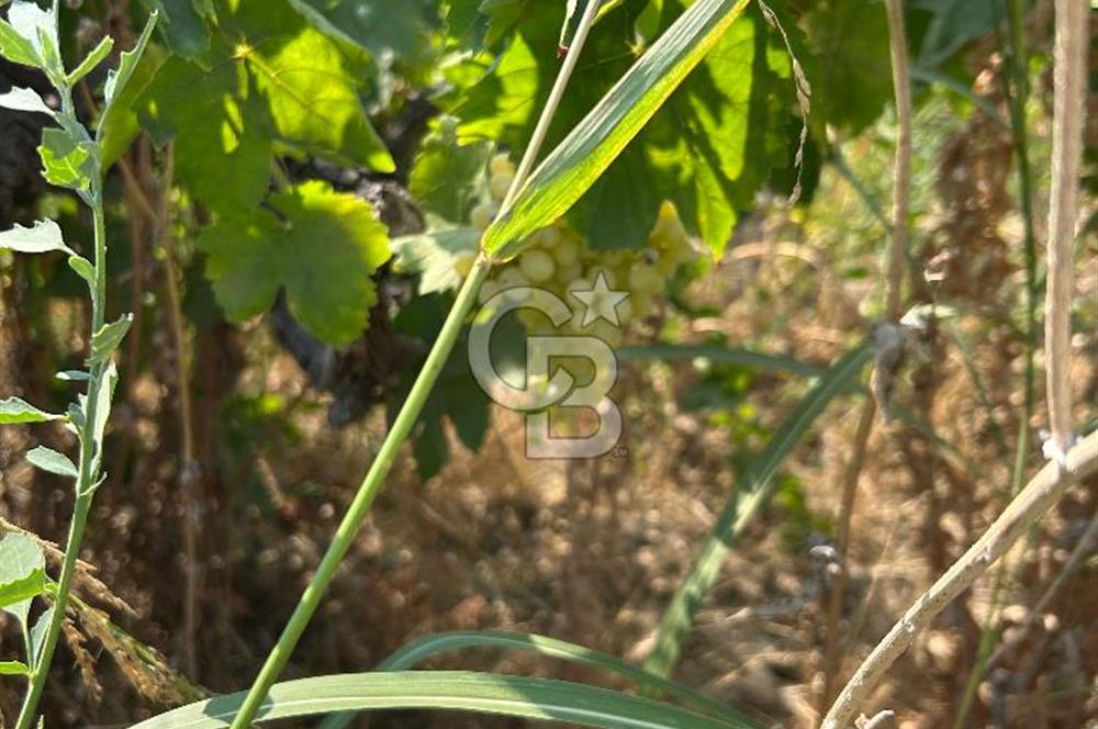 Manisa Turgutlu Avşar Mahallesinde 3.982m² Bakımlı Meyve Bahçesi