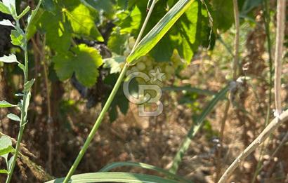 Manisa Turgutlu Avşar Mahallesinde 3.982m² Bakımlı Meyve Bahçesi