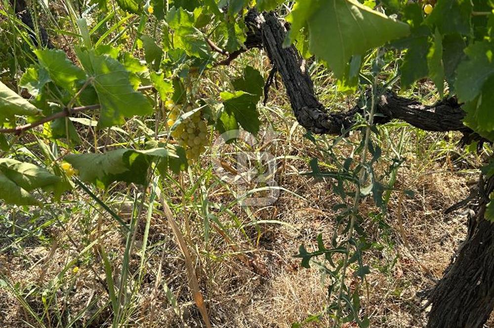 Manisa Turgutlu Avşar Mahallesinde 3.982m² Bakımlı Meyve Bahçesi