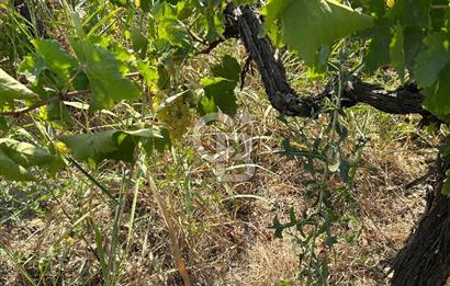 Manisa Turgutlu Avşar Mahallesinde 3.982m² Bakımlı Meyve Bahçesi