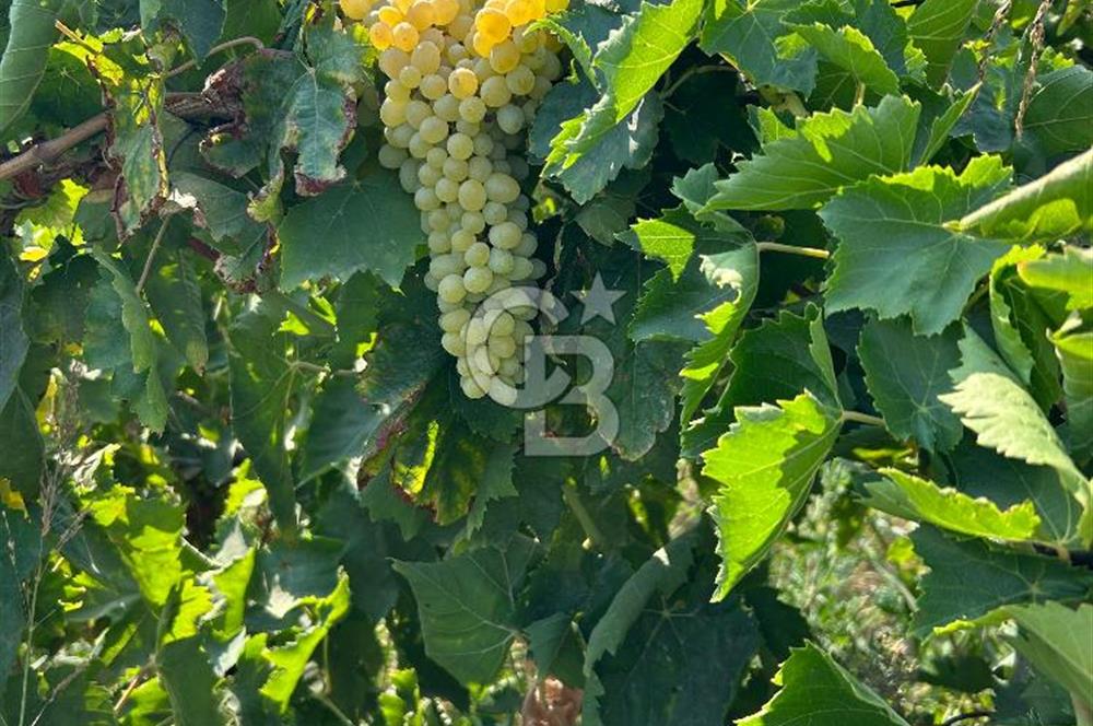 Manisa Turgutlu Avşar Mahallesinde 3.982m² Bakımlı Meyve Bahçesi