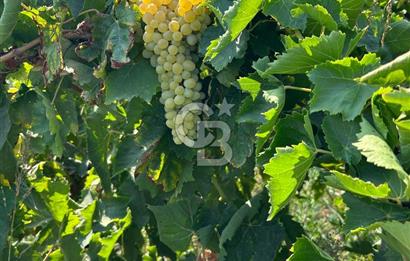 Manisa Turgutlu Avşar Mahallesinde 3.982m² Bakımlı Meyve Bahçesi