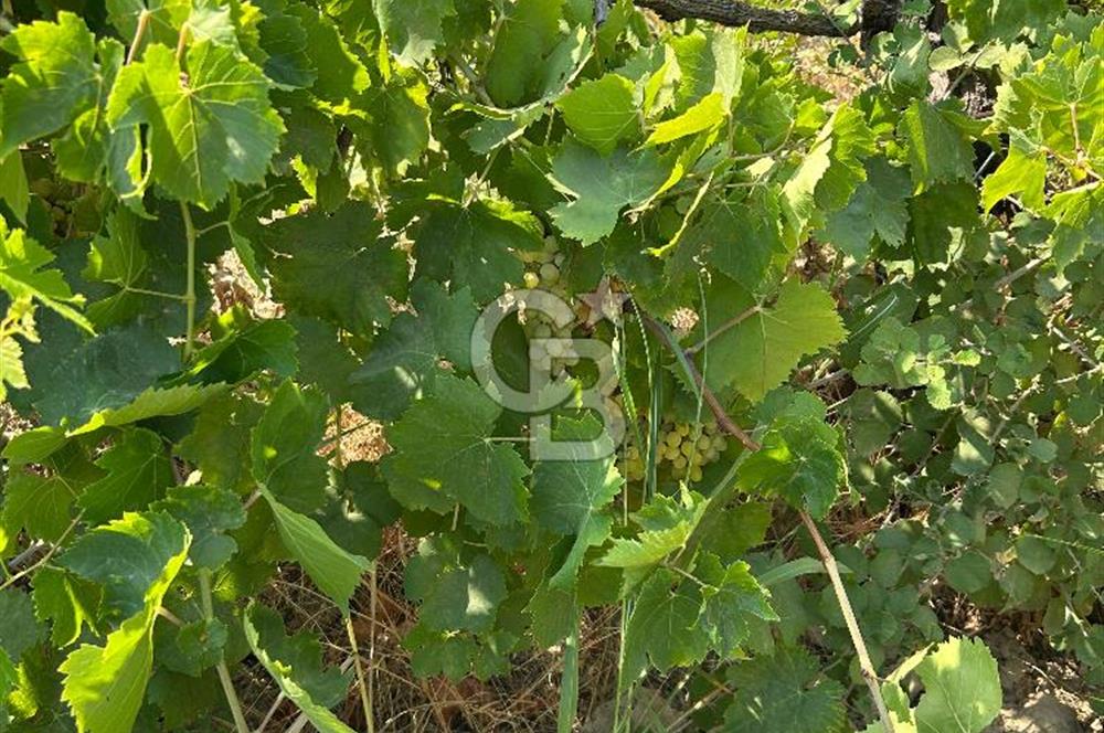 Manisa Turgutlu Avşar Mahallesinde 3.982m² Bakımlı Meyve Bahçesi