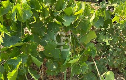 Manisa Turgutlu Avşar Mahallesinde 3.982m² Bakımlı Meyve Bahçesi