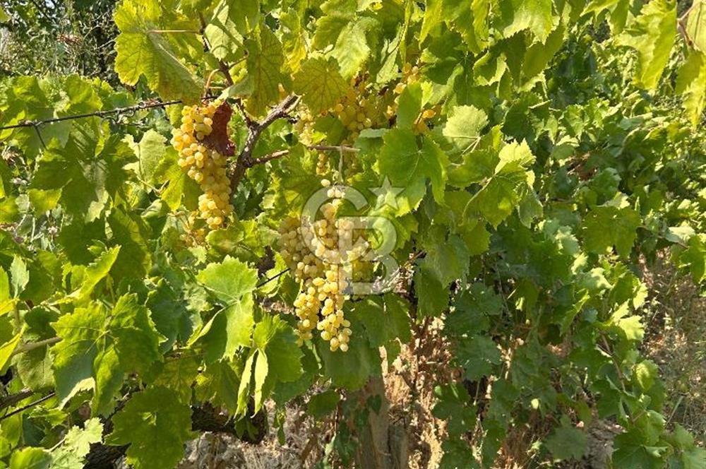 Manisa Turgutlu Avşar Mahallesinde 3.982m² Bakımlı Meyve Bahçesi