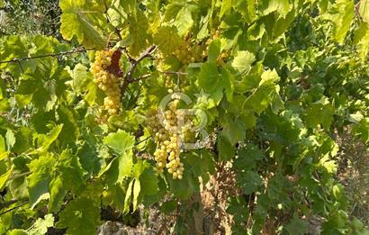 Manisa Turgutlu Avşar Mahallesinde 3.982m² Bakımlı Meyve Bahçesi