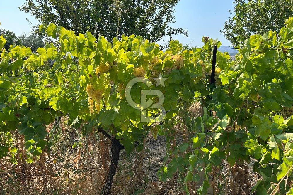 Manisa Turgutlu Avşar Mahallesinde 3.982m² Bakımlı Meyve Bahçesi