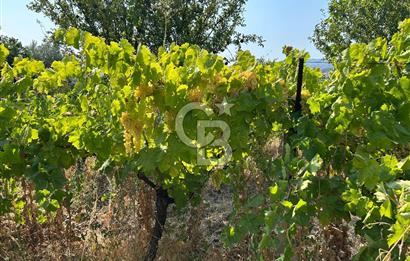 Manisa Turgutlu Avşar Mahallesinde 3.982m² Bakımlı Meyve Bahçesi