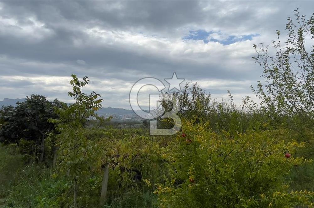 Manisa Turgutlu Avşar Mahallesinde 3.982m² Bakımlı Meyve Bahçesi