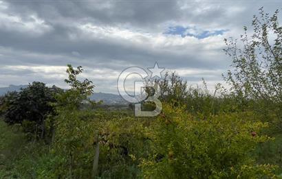 Manisa Turgutlu Avşar Mahallesinde 3.982m² Bakımlı Meyve Bahçesi