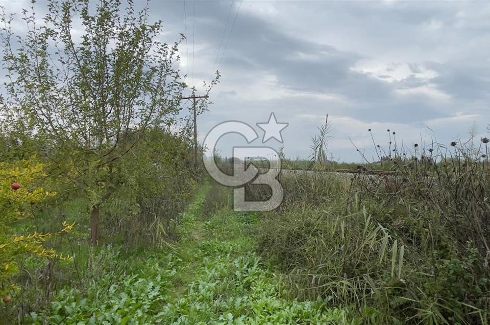 Manisa Turgutlu Avşar Mahallesinde 3.982m² Bakımlı Meyve Bahçesi