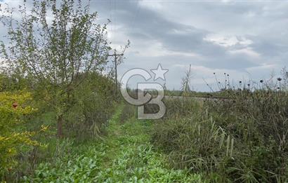 Manisa Turgutlu Avşar Mahallesinde 3.982m² Bakımlı Meyve Bahçesi