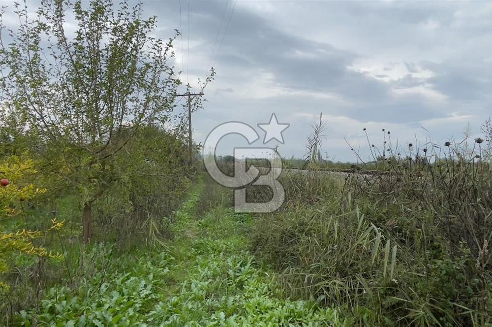 Manisa Turgutlu Avşar Mahallesinde 3.982m² Bakımlı Meyve Bahçesi