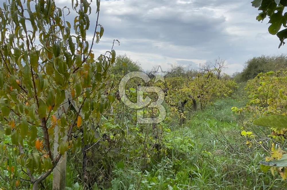 Manisa Turgutlu Avşar Mahallesinde 3.982m² Bakımlı Meyve Bahçesi