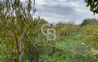 Manisa Turgutlu Avşar Mahallesinde 3.982m² Bakımlı Meyve Bahçesi