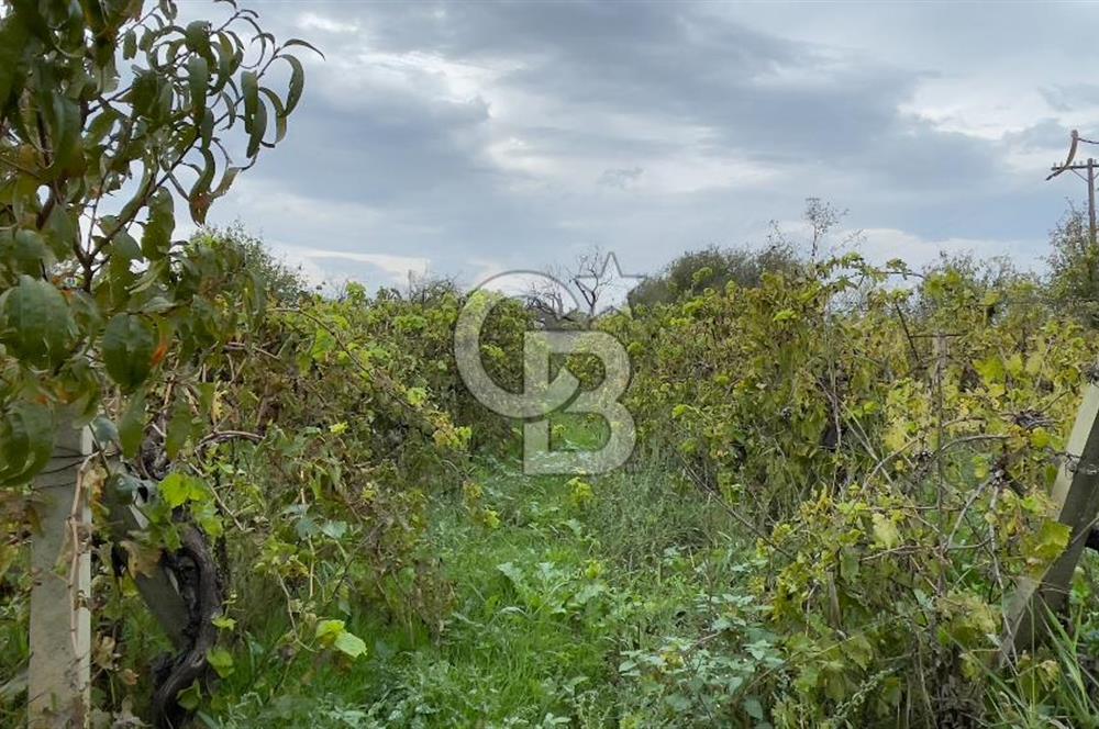 Manisa Turgutlu Avşar Mahallesinde 3.982m² Bakımlı Meyve Bahçesi