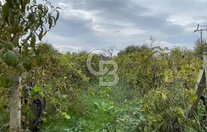 Manisa Turgutlu Avşar Mahallesinde 3.982m² Bakımlı Meyve Bahçesi