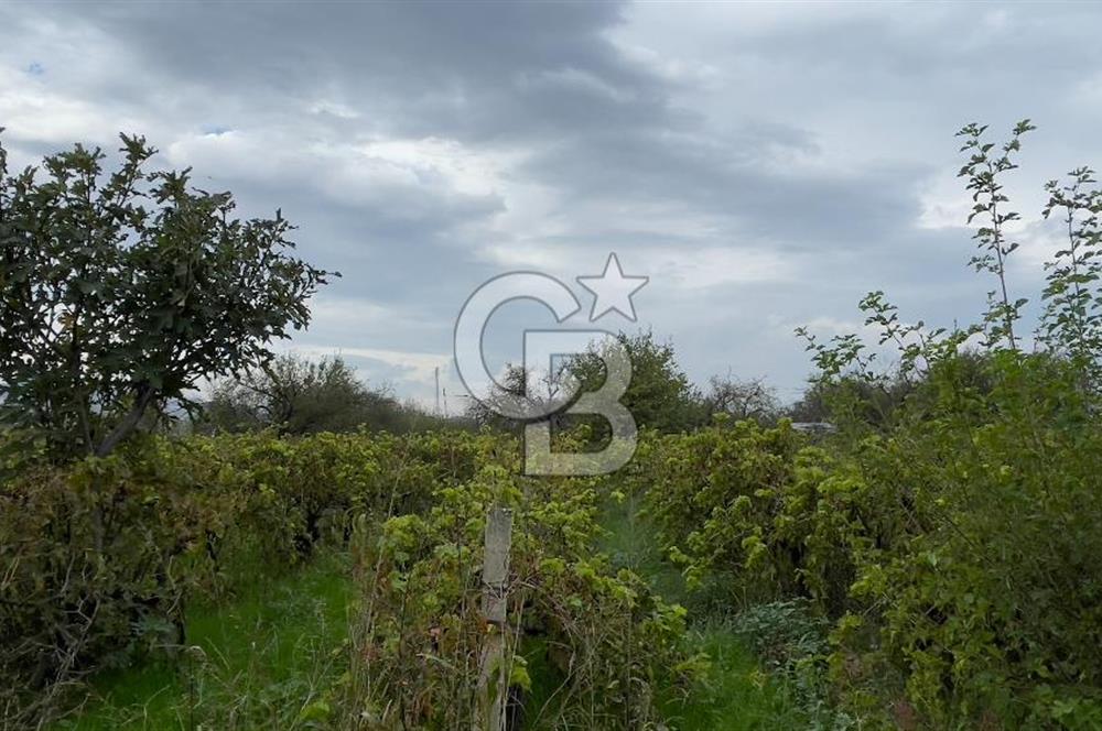 Manisa Turgutlu Avşar Mahallesinde 3.982m² Bakımlı Meyve Bahçesi