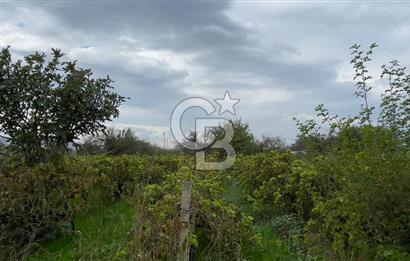 Manisa Turgutlu Avşar Mahallesinde 3.982m² Bakımlı Meyve Bahçesi