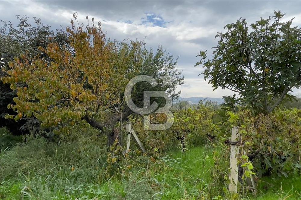 Manisa Turgutlu Avşar Mahallesinde 3.982m² Bakımlı Meyve Bahçesi