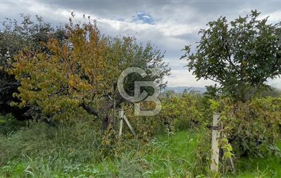 Manisa Turgutlu Avşar Mahallesinde 3.982m² Bakımlı Meyve Bahçesi
