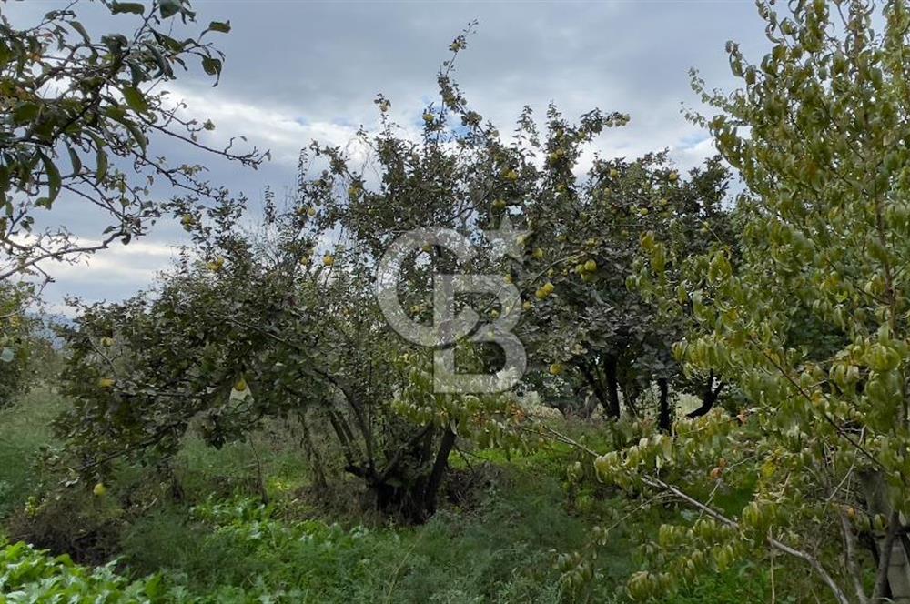Manisa Turgutlu Avşar Mahallesinde 3.982m² Bakımlı Meyve Bahçesi