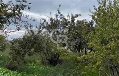 Manisa Turgutlu Avşar Mahallesinde 3.982m² Bakımlı Meyve Bahçesi