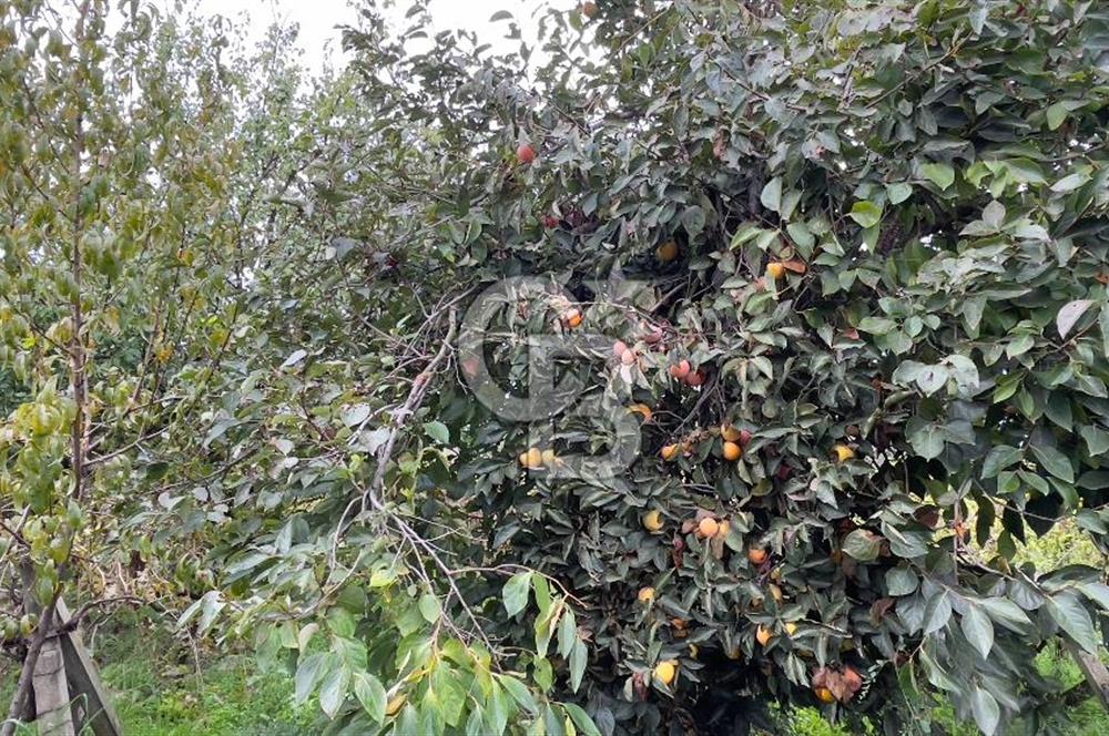 Manisa Turgutlu Avşar Mahallesinde 3.982m² Bakımlı Meyve Bahçesi