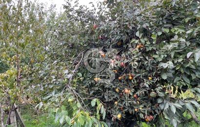 Manisa Turgutlu Avşar Mahallesinde 3.982m² Bakımlı Meyve Bahçesi