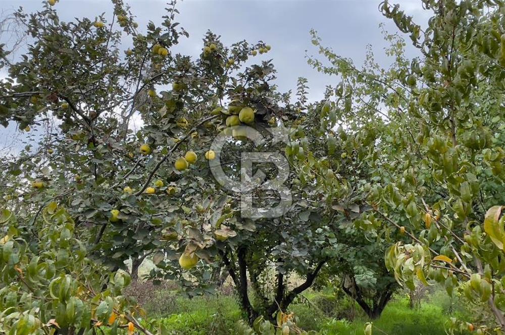 Manisa Turgutlu Avşar Mahallesinde 3.982m² Bakımlı Meyve Bahçesi