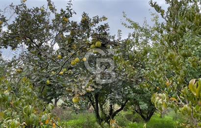 Manisa Turgutlu Avşar Mahallesinde 3.982m² Bakımlı Meyve Bahçesi
