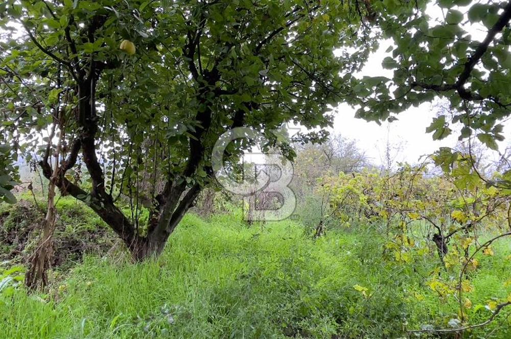 Manisa Turgutlu Avşar Mahallesinde 3.982m² Bakımlı Meyve Bahçesi